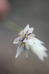 Johnsonia lupulina