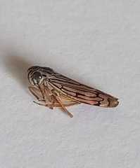 Cicadellidae