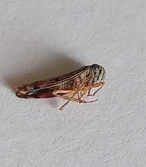 Cicadellidae