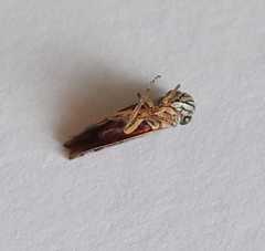 Cicadellidae