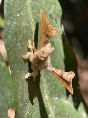 Racinoa