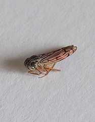 Cicadellidae