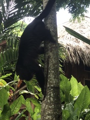 Alouatta pigra