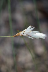 Johnsonia lupulina