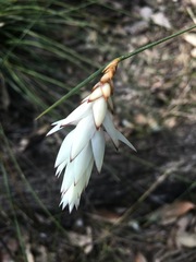 Johnsonia lupulina