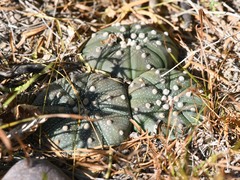 Astrophytum asterias