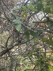 Setophaga townsendi × occidentalis