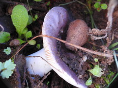 Russula grisea