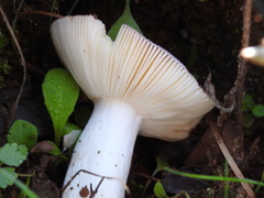 Russula grisea