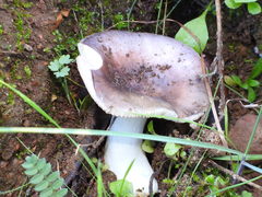 Russula grisea