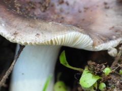 Russula grisea