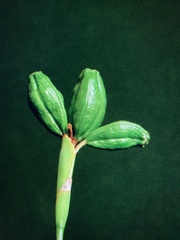 Dietes grandiflora