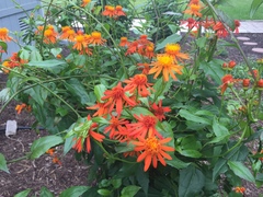 Pseudogynoxys chenopodioides