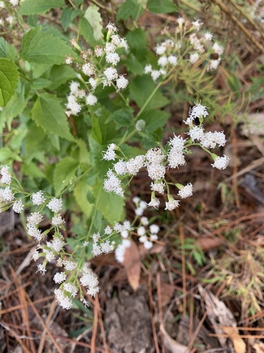 Ageratina jucunda image