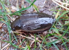 Dytiscus dimidiatus
