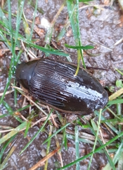 Dytiscus dimidiatus
