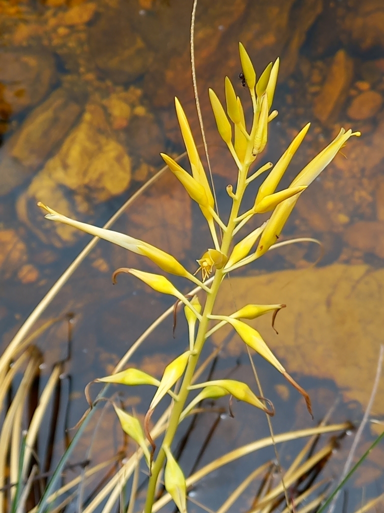 Pitcairnia ensifolia