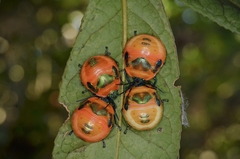 Poecilocoris latus