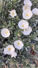 Convolvulus cneorum