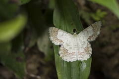 Pingasa ruginaria pacifica