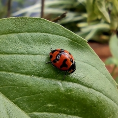Coccinella transversalis
