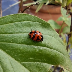 Coccinella transversalis