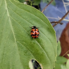 Coccinella transversalis