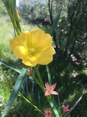 Ludwigia longifolia