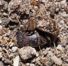 Trichoton villosum
