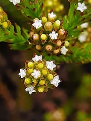 Thesium capitatum
