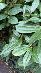Viburnum davidii