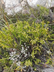Thesium capitatum