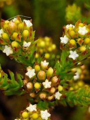 Thesium capitatum