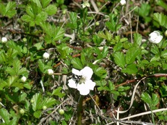 Pseudothyris sepulchralis