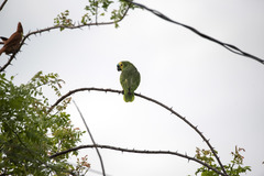 Amazona aestiva aestiva