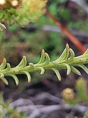 Thesium capitatum