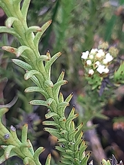Thesium capitatum