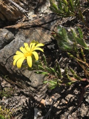 Cullumia setosa