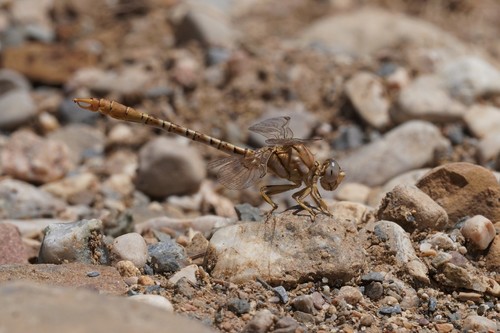 Faded Pincertail