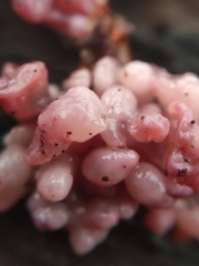 Chondrostereum purpureum