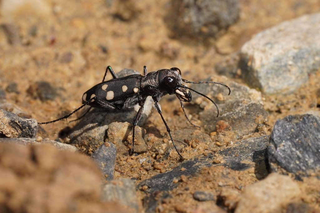 Cephalota maura