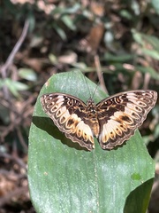 Euptera kinugnana