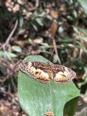 Euptera kinugnana