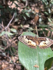 Euptera kinugnana