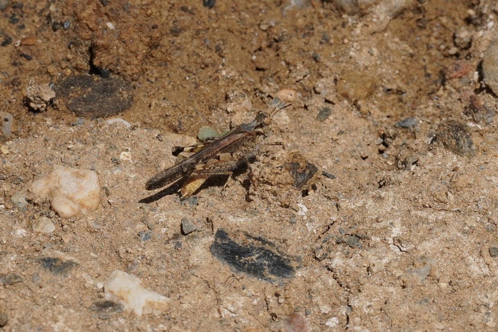 Slender Digging Grasshopper