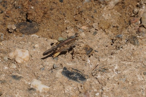 Slender Digging Grasshopper