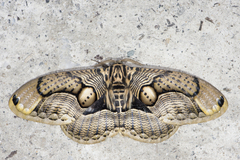 Brahmaea wallichii insulata