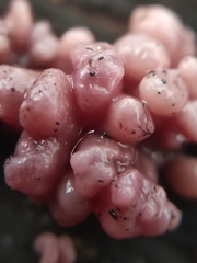 Chondrostereum purpureum