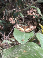 Euptera kinugnana