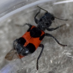 Enoclerus eximius